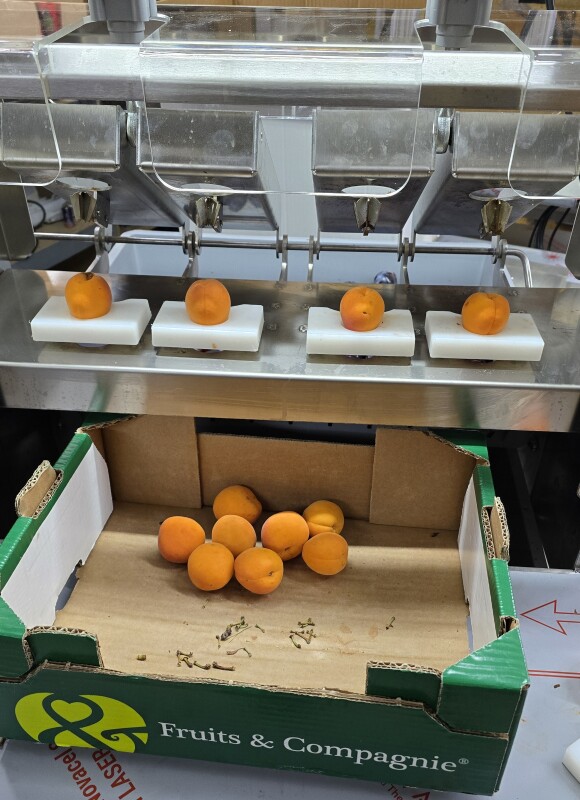 E2004 Professionelle Entsteinmaschine für Bäckereien und Gastronomie
