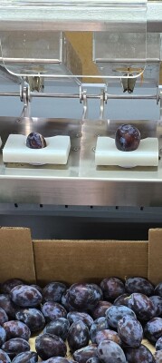 Untroma Entkernmaschine E2002 Zwetschgenentkernmaschine Pflaumen Aprikosen Kirschen